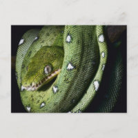 Groene boomslang emerald boa in Bolivia