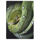 Groene boomslang emerald boa in Bolivia Klembord (Achterkant)