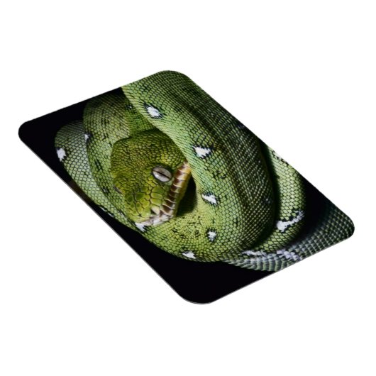 Groene boomslang emerald boa in Bolivia Magneet (Rechterzijde)