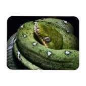 Groene boomslang emerald boa in Bolivia Magneet (Horizontaal)
