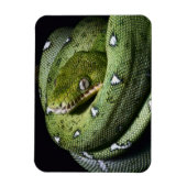Groene boomslang emerald boa in Bolivia Magneet (Verticaal)