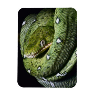 Groene boomslang emerald boa in Bolivia Magneet
