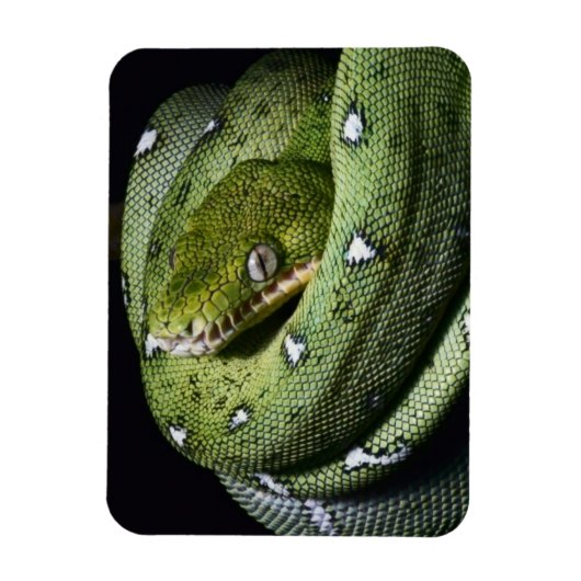 Groene boomslang emerald boa in Bolivia Magneet (Verticaal)