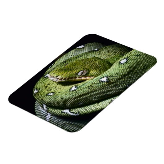 Groene boomslang emerald boa in Bolivia Magneet (Linkerzijde)