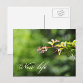 Groene briefkaarten (Voorkant / Achterkant)