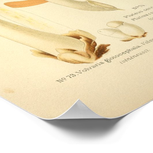 groene bruine paddenstoelen Kunst print Frans (Hoek)