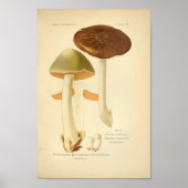 groene bruine paddenstoelen Kunst print Frans (Voorkant)