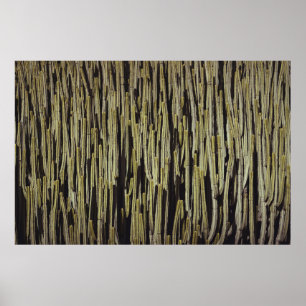 Groene cactus behang poster