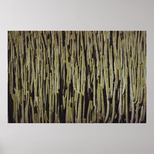 Groene cactus behang poster (Voorkant)