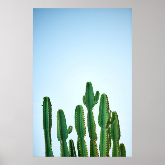 Groene cactus plant op witte achtergrond poster (Voorkant)