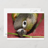 Groene Cheek Conure Briefkaart (Voorkant / Achterkant)