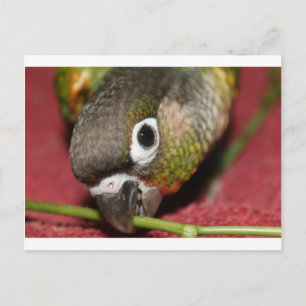 Groene Cheek Conure Briefkaart