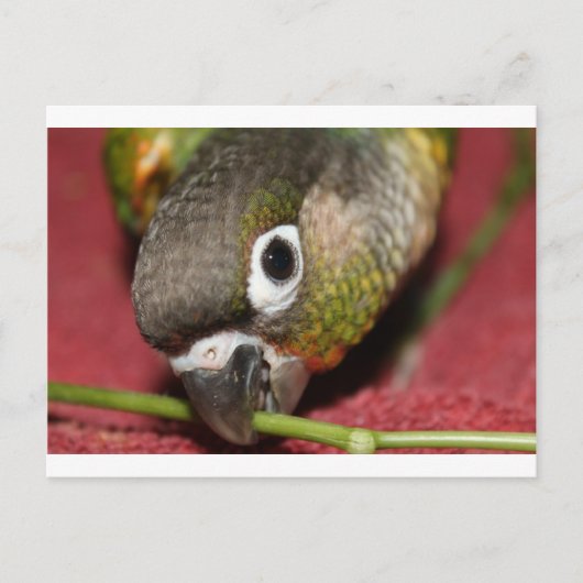 Groene Cheek Conure Briefkaart (Voorkant)