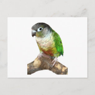 Groene Cheek Conure Briefkaart