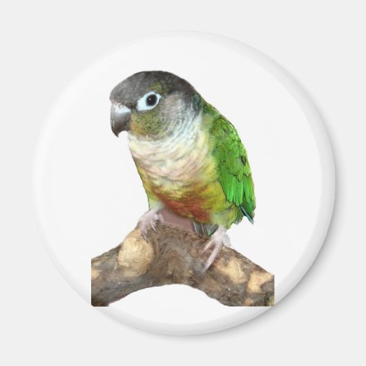 Groene Cheek Conure Magneet (Voorkant)