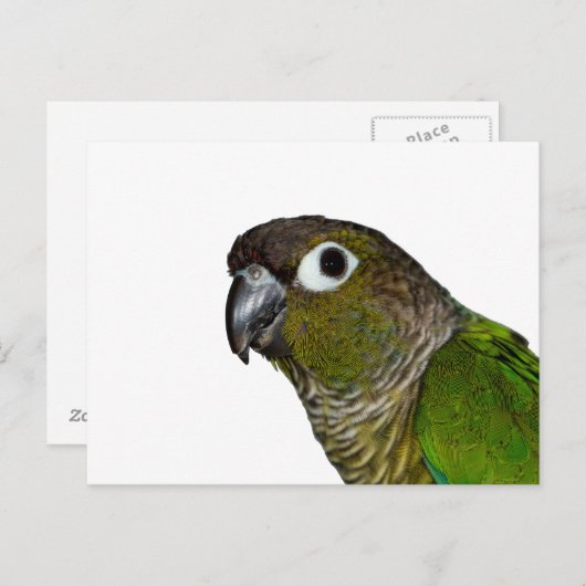 Groene Cheeked Conure Briefkaart (Voorkant / Achterkant)