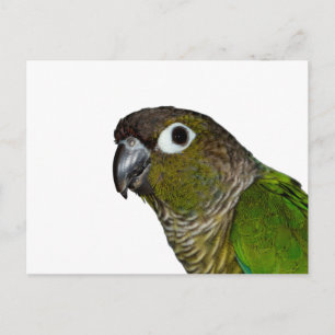 Groene Cheeked Conure Briefkaart
