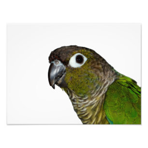 Groene Cheeked Conure Foto Afdruk