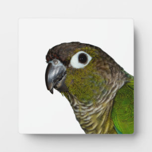 Groene Cheeked Conure Fotoplaat