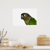 Groene Cheeked Conure Poster (Keuken)