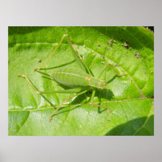 Groene cricket Camouflage afdrukken Poster (Voorkant)