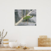 Groene cricketmacro afdrukken poster (Keuken)