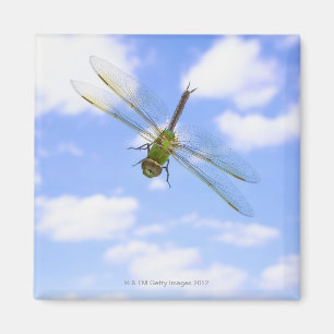 Groene darner (Anax junius) die tegen wolken vlieg Magneet
