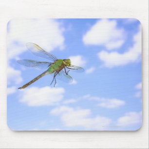 Groene darner (Anax junius) tegen vliegen Muismat