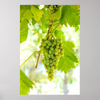 Groene druiven voor wijnstokken