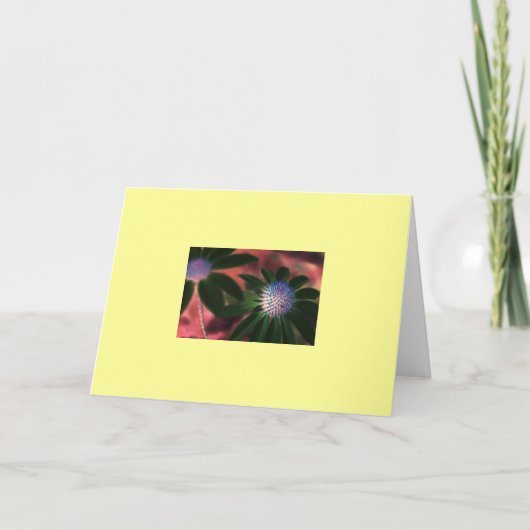 "Groene Echinacea #1 " Kaart (Voorkant)