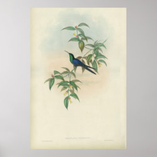 Groene en Blauwe Gould Hummingbird Poster
