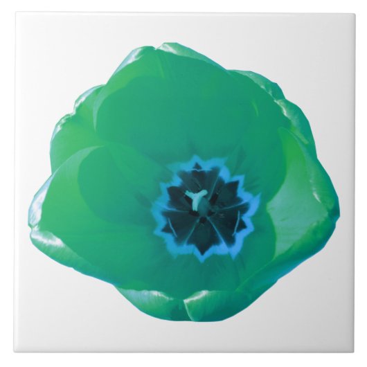 Groene en blauwe Tulp Tile Tegeltje (Voorkant)