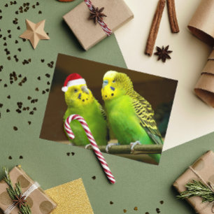 Groene en gele parkiet in Santa-hoed Grappig Feestdagen Kaart