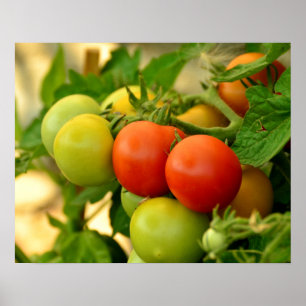 Groene en rode cherrytomaten aan de rank poster