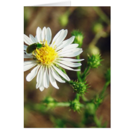 Groene en Witte ventilator en Insect Blank binnen (Voorkant)