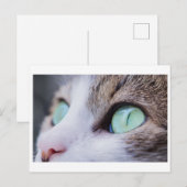 GROENE EYED CAT-FOTOGRAFIE BRIEFKAART (Voorkant / Achterkant)