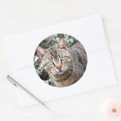 Groene Eyed Tabby Cat grote stickers (Envelop)