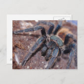 Groene flesje Blauwe Post Kaart (Voorkant / Achterkant)