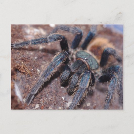 Groene flesje Blauwe Post Kaart (Voorkant)