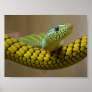 GROENE GEEL SCHAALD REPTILE FOTOGRAFIE VAN DE NEMI POSTER