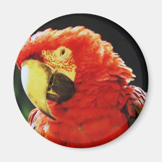 Groene gevleugelde macaw papegaai vogel close-up magneet