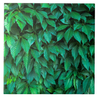 groene haag achtergrond parthenocissus patroon tek tegeltje