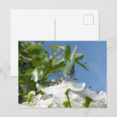 Groene haarstreep Vlinder DIY Briefkaart (Voorkant / Achterkant)