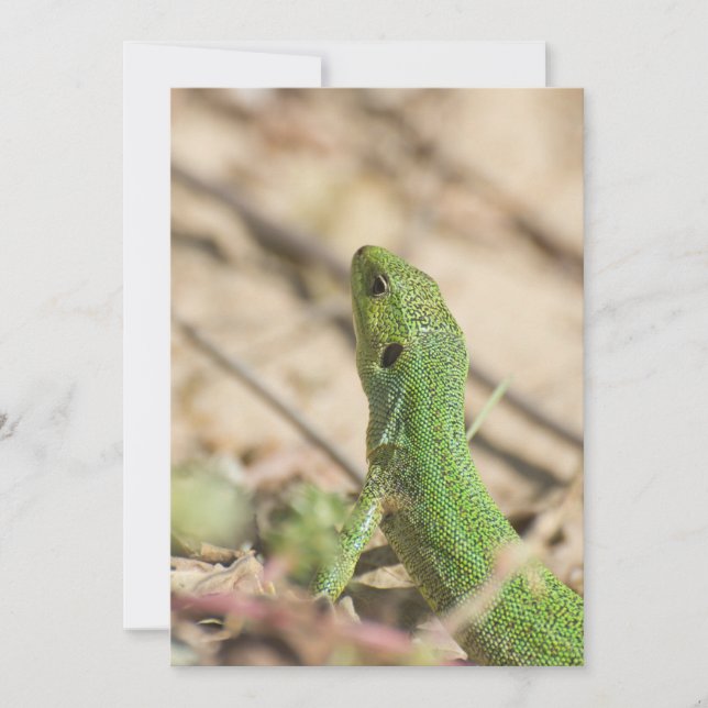 Groene hagedis (Voorkant)