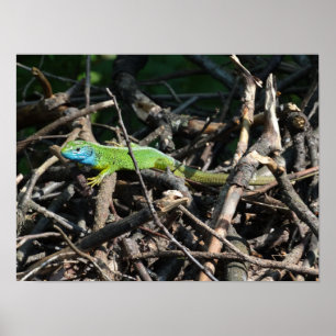 Groene hagedis foto Prints