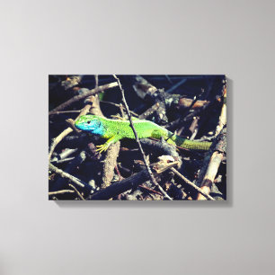 Groene hagedis foto wrapper canvas afdruk