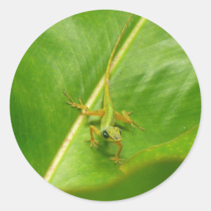 Groene hagedis op groen blad ronde sticker