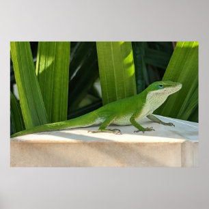 Groene hagedis Poster