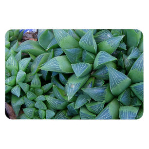 Groene Haworthia Planten magneet