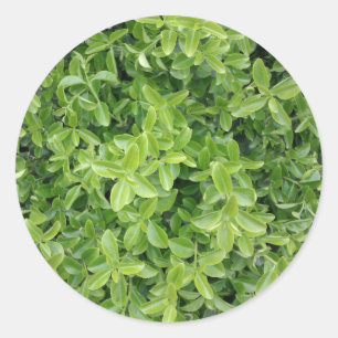 Groene Hedge Shrub Type Plant Foto Sticker